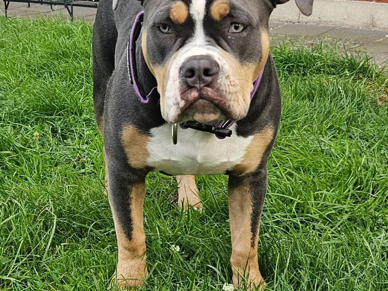 Billede 2 - American bully standard/Classic 