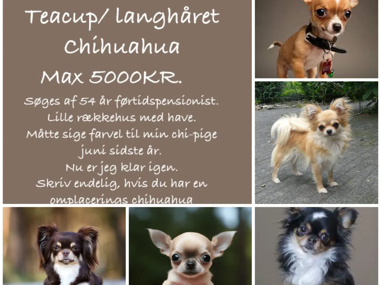 Billede 1 - Chihuahua købes