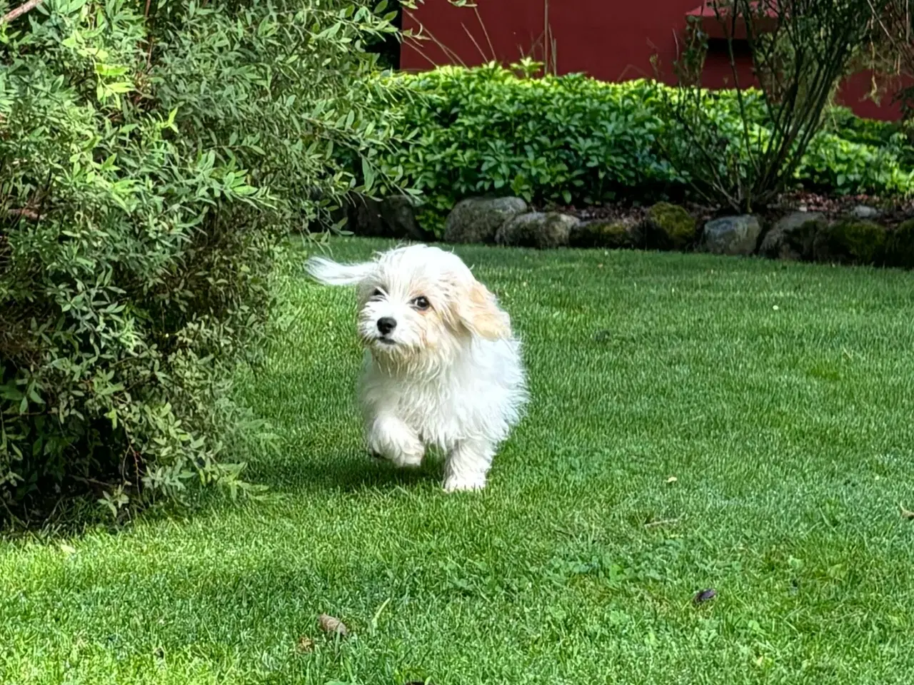 Billede 1 - Coton de tulear