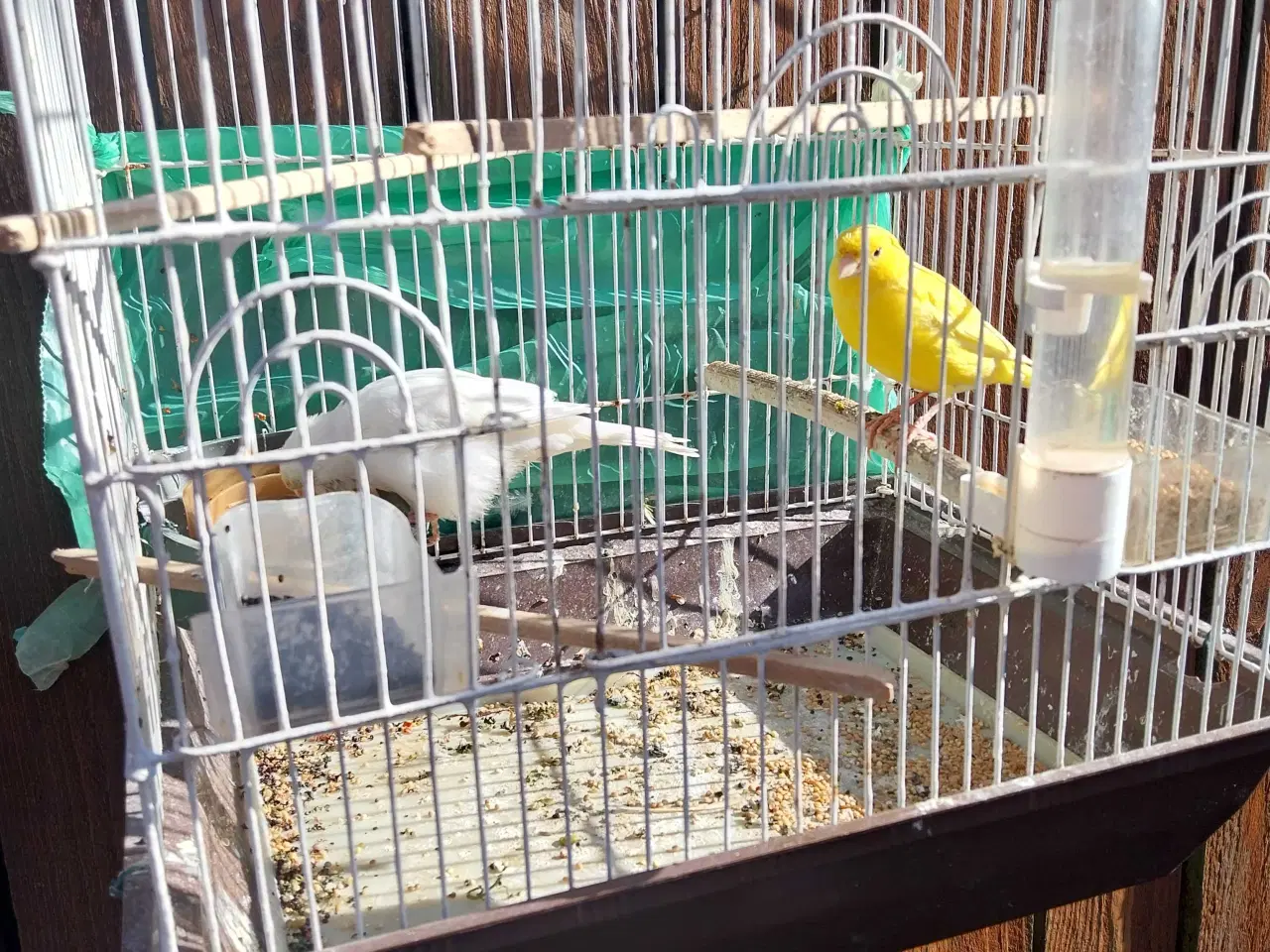 Billede 6 - 2 stk kanariefugle