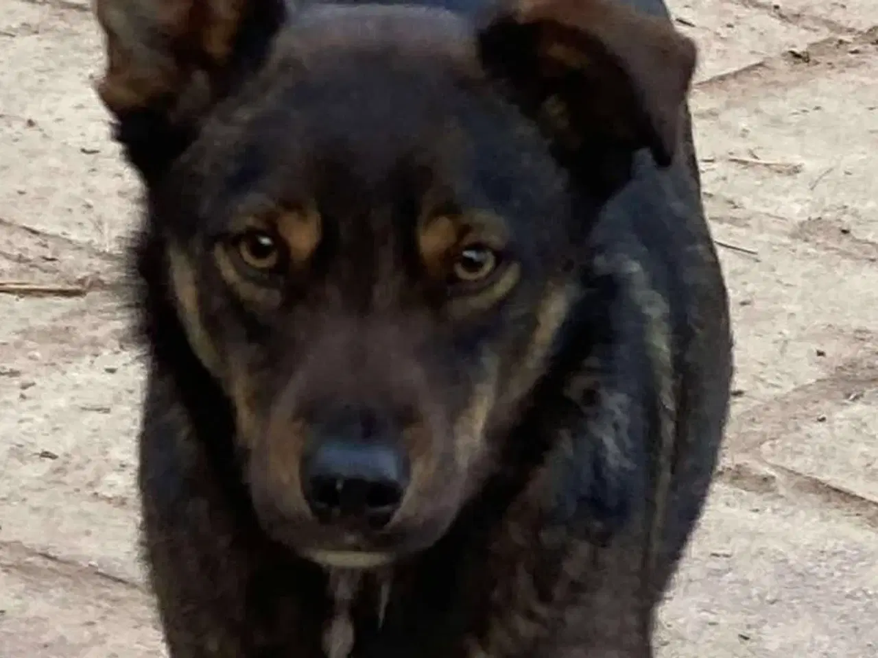 Billede 3 - Søde Edgar søger familie