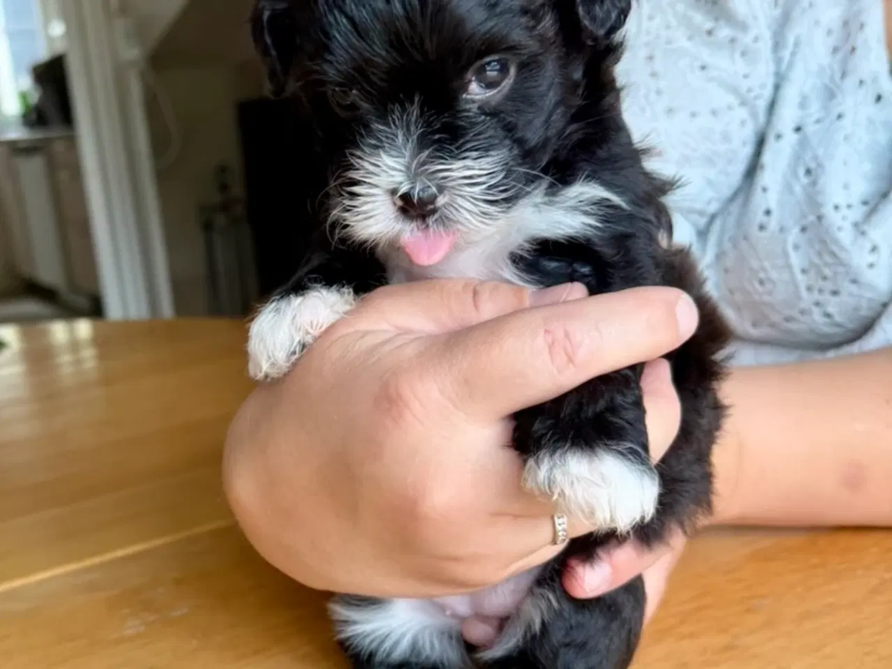 Billede 4 - Ægte bichon  havanais.