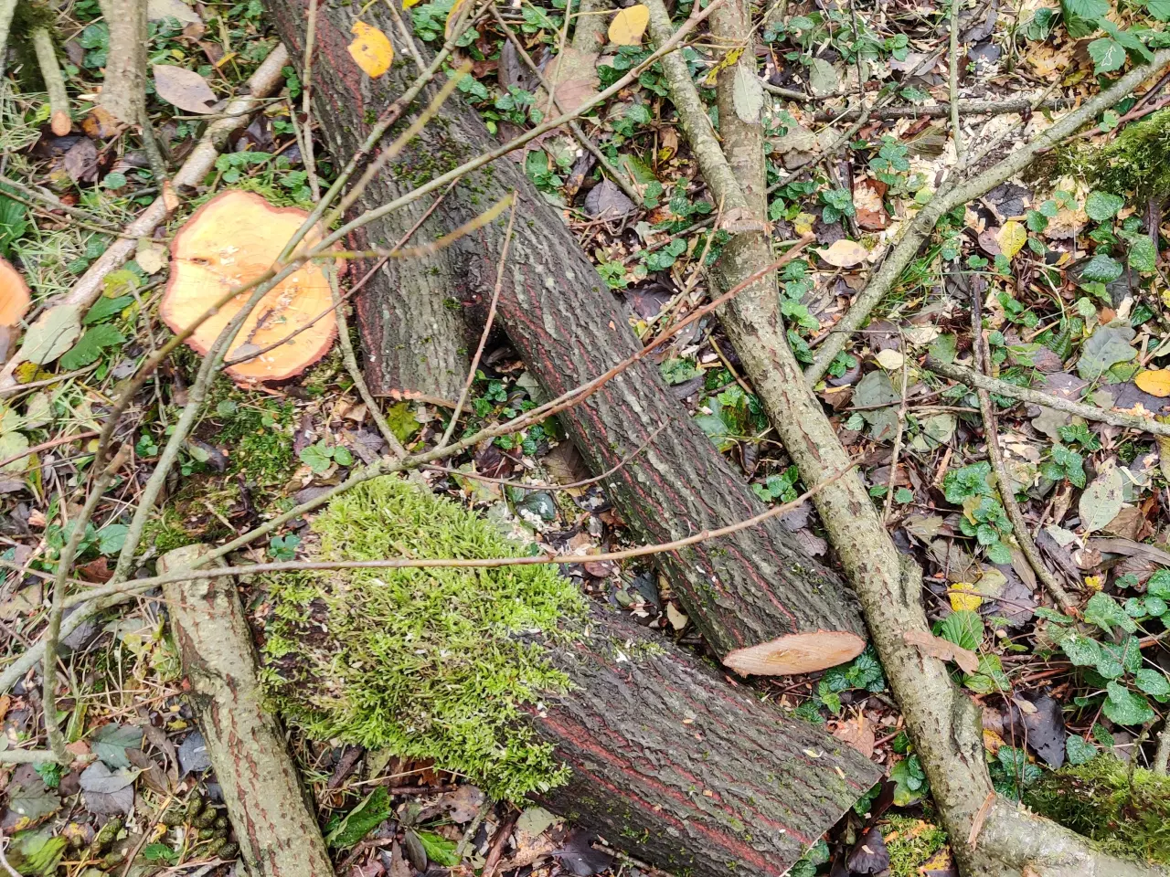 Billede 4 - Nyfældet træ mest birk