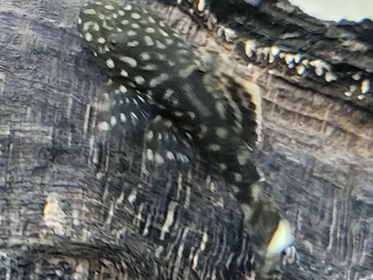 Billede 4 - Sugemaller 