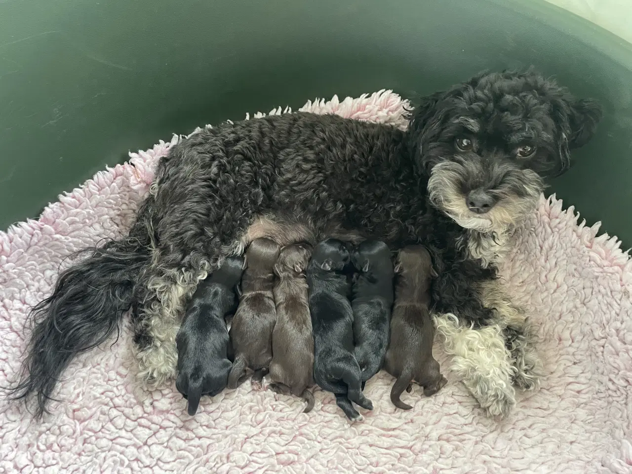 Billede 1 - Lækre choko og sorte Bichon Havanais-hvalpe
