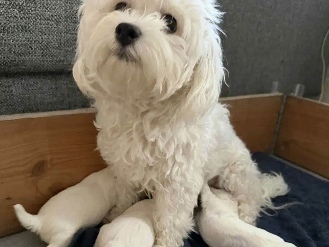 Billede 4 - Skønne Malteser