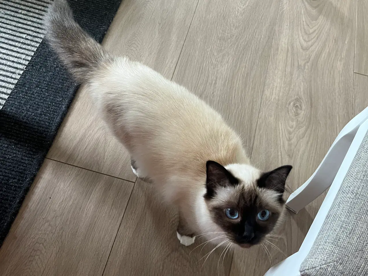 Billede 1 - Hellig birma hun kat