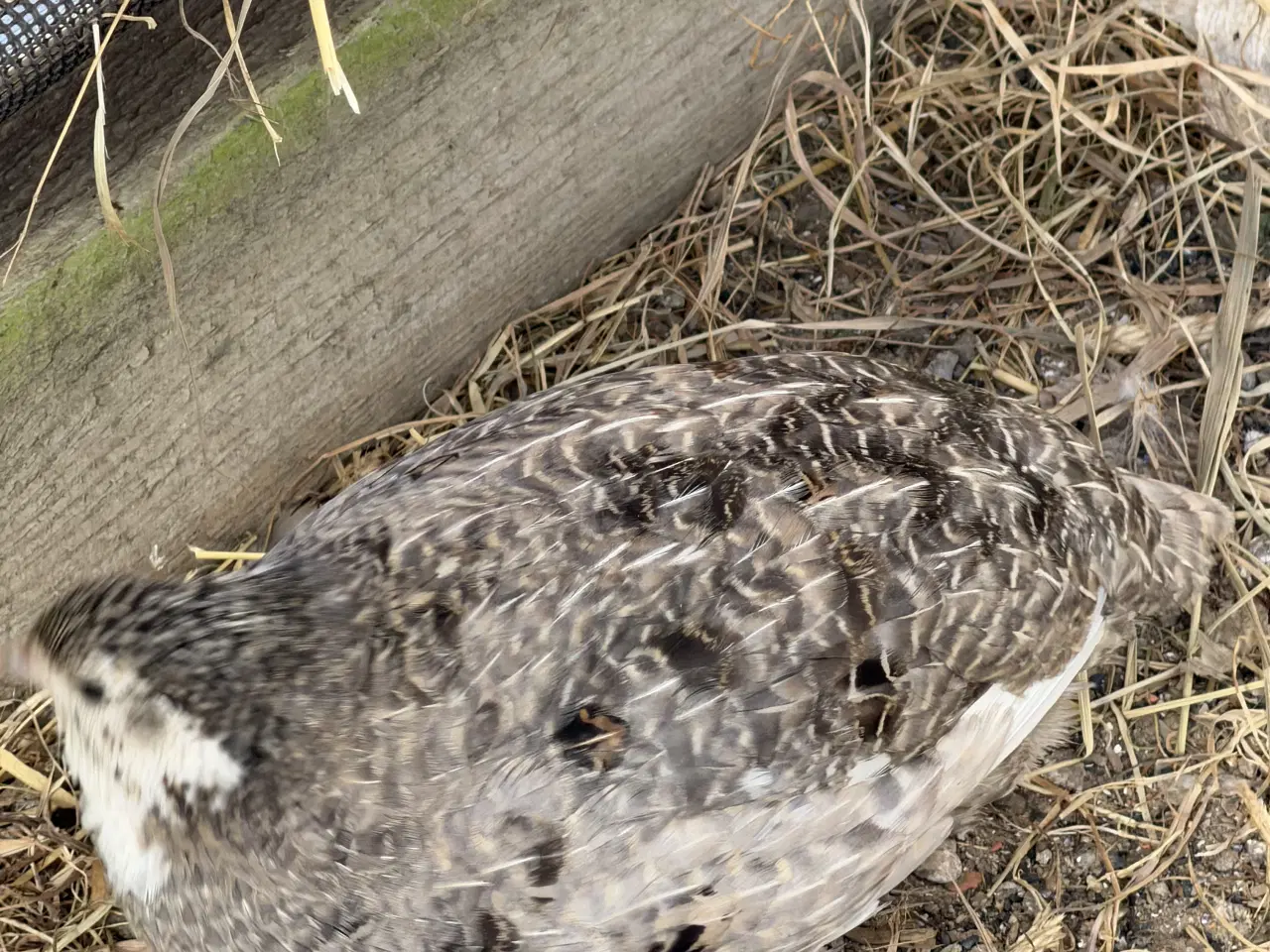 Billede 18 - Vagtel rugeæg 