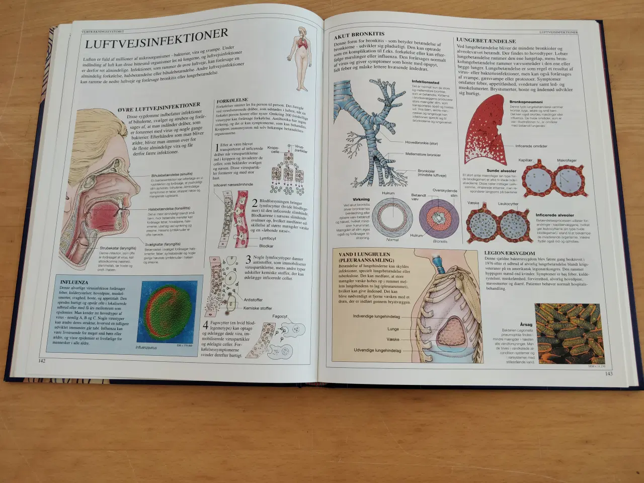 Billede 3 - Politikens anatomiske atlas