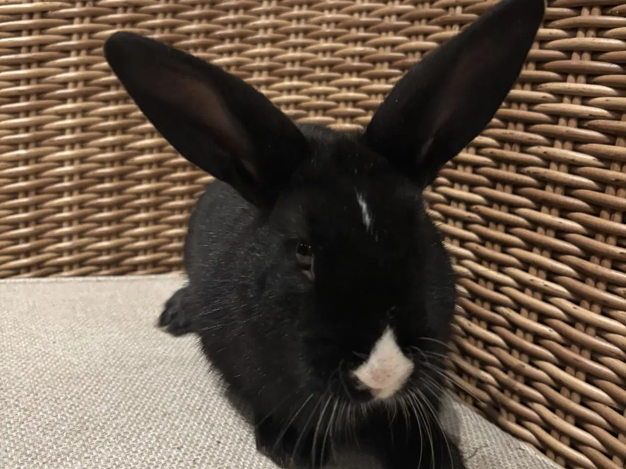 Billede 1 - Hermelin Kanin unger