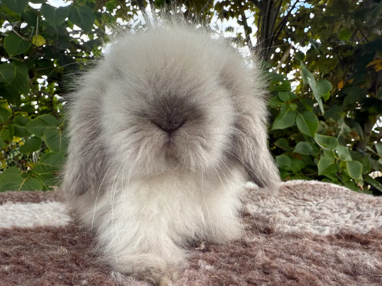 Billede 3 - Mini lion lop dreng