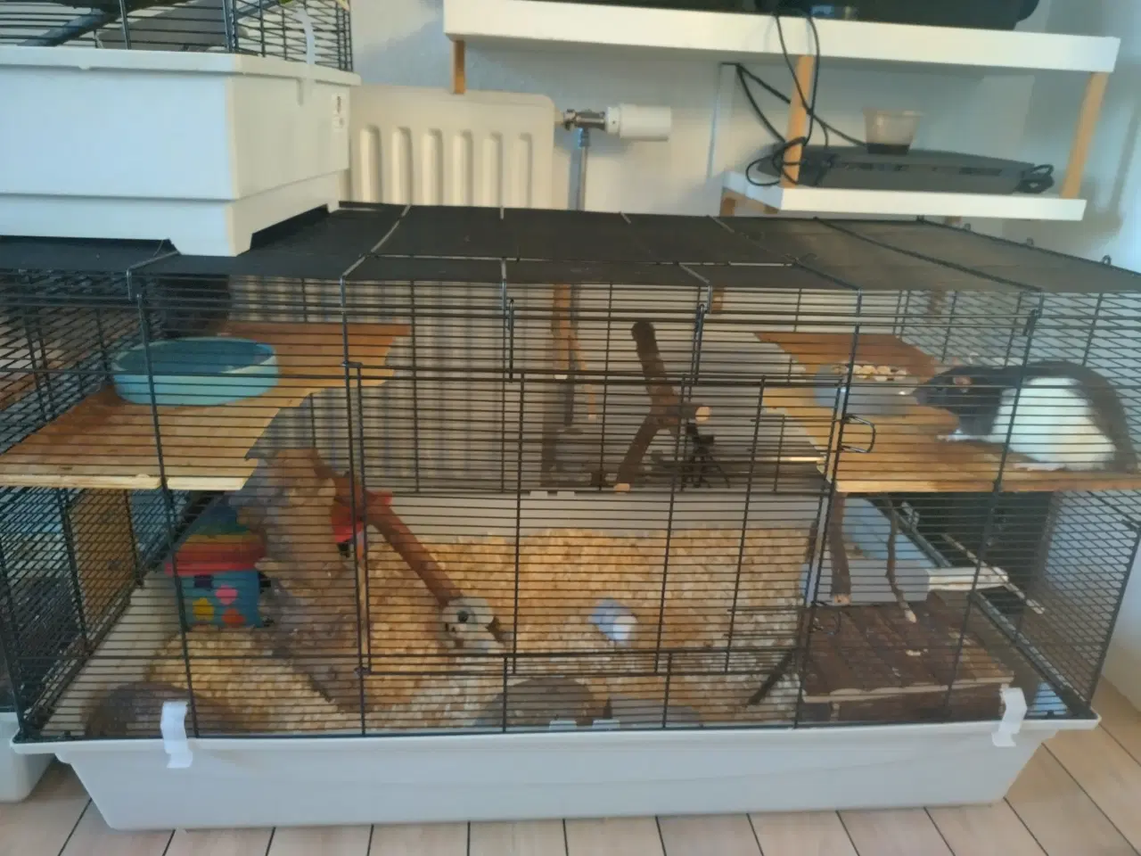 Billede 14 - Tamrotter (4 Drenge),(2 Piger)