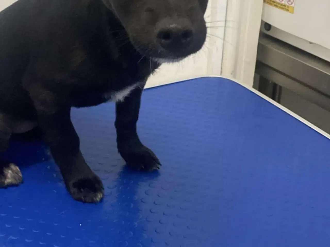 Billede 4 - Smukkeste Chica søger sit eget hjem