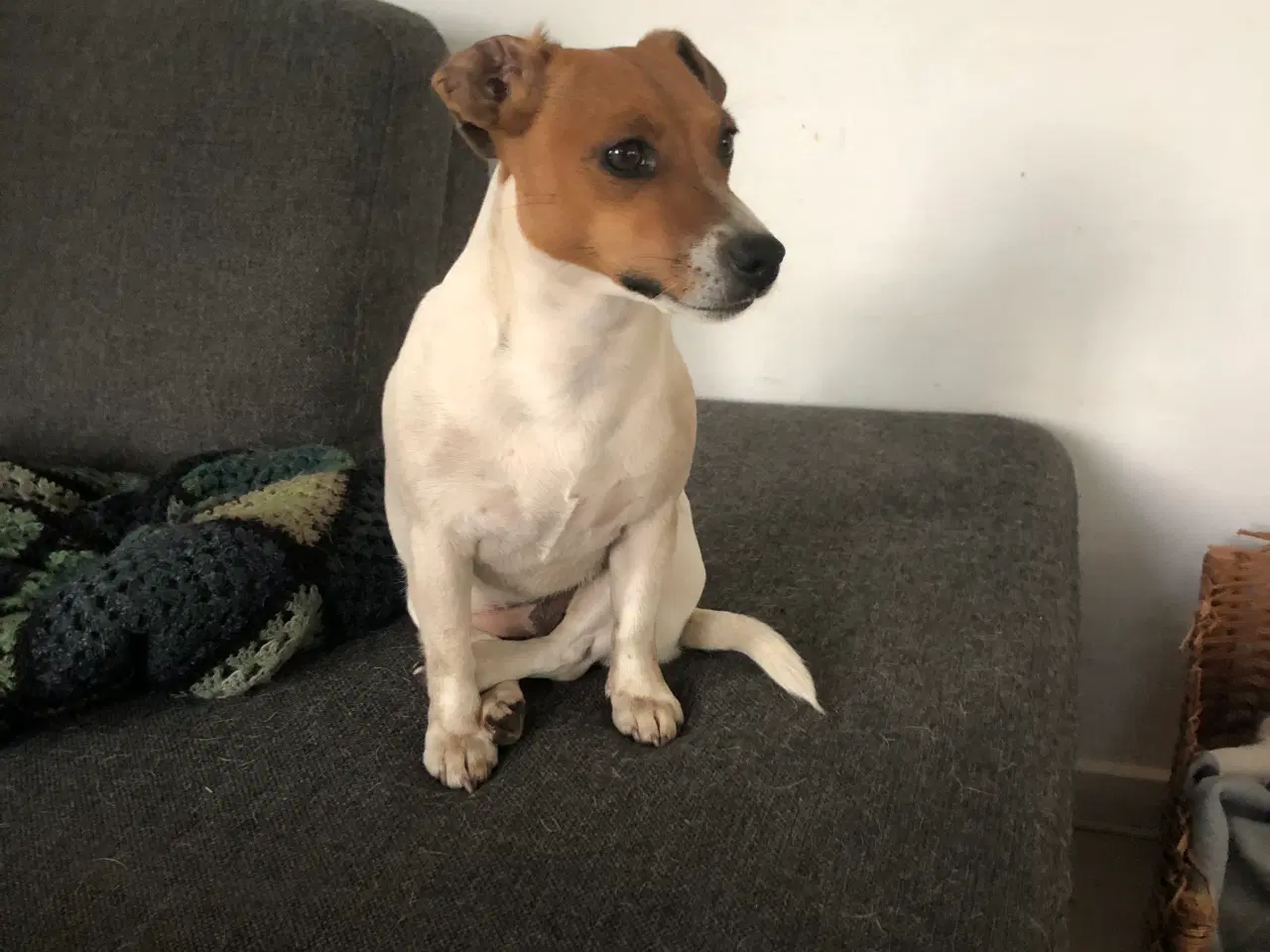 Billede 5 - Super fine Jack russel hvalpe