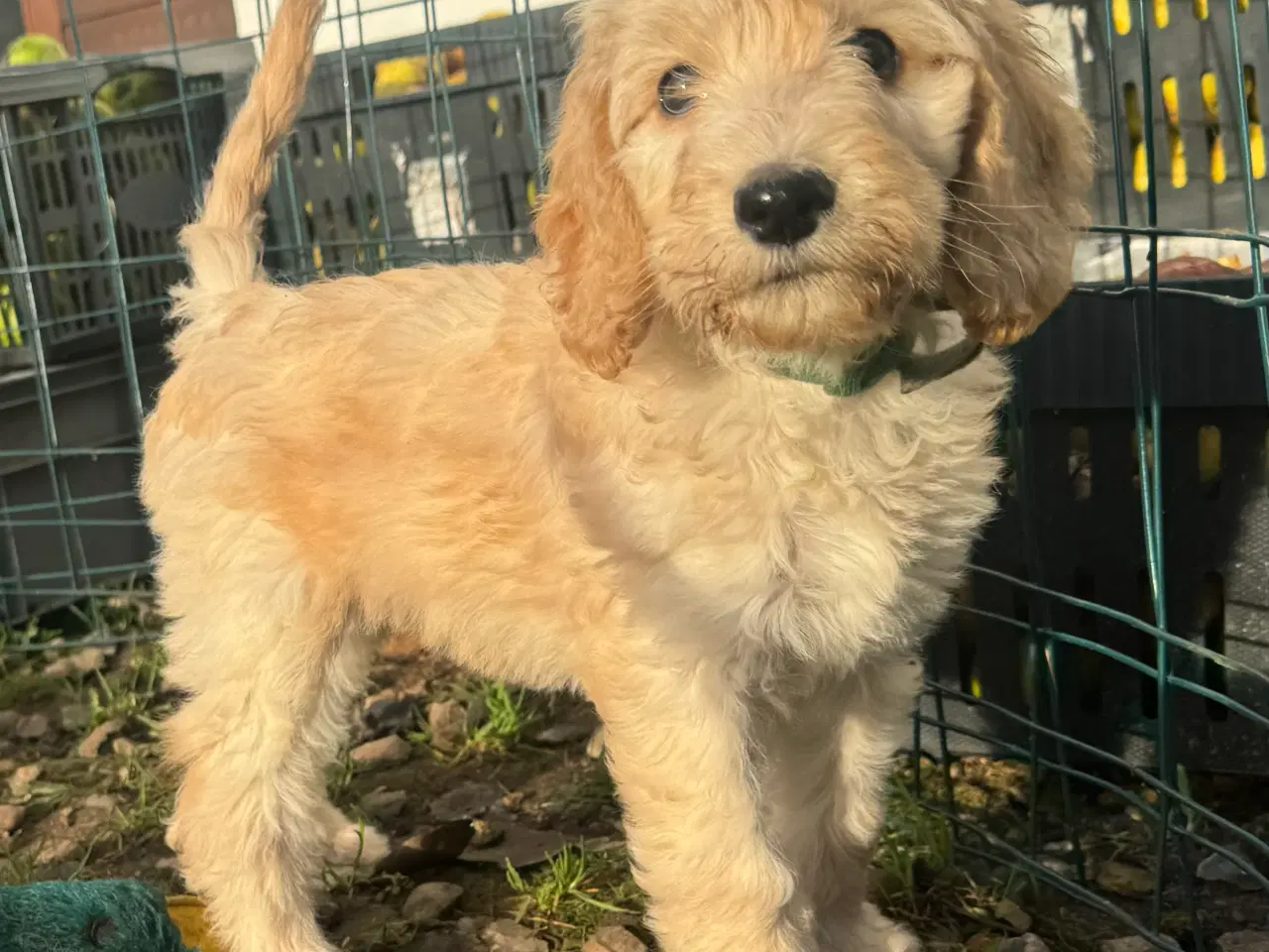 Billede 6 - Cockapoo/cockerpoo/doodle