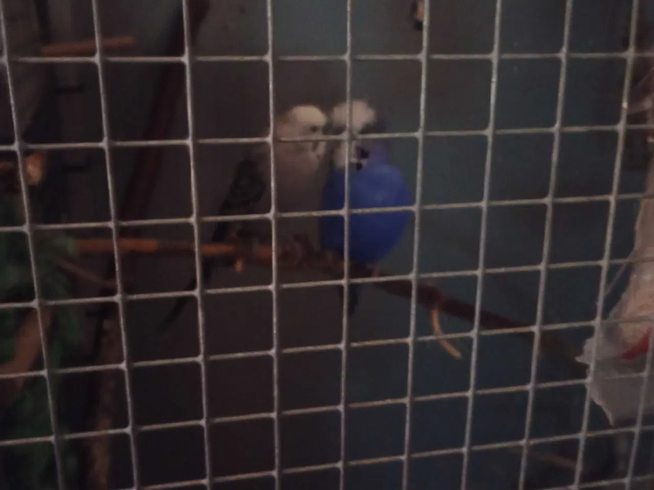 Billede 2 - Undulater sælges