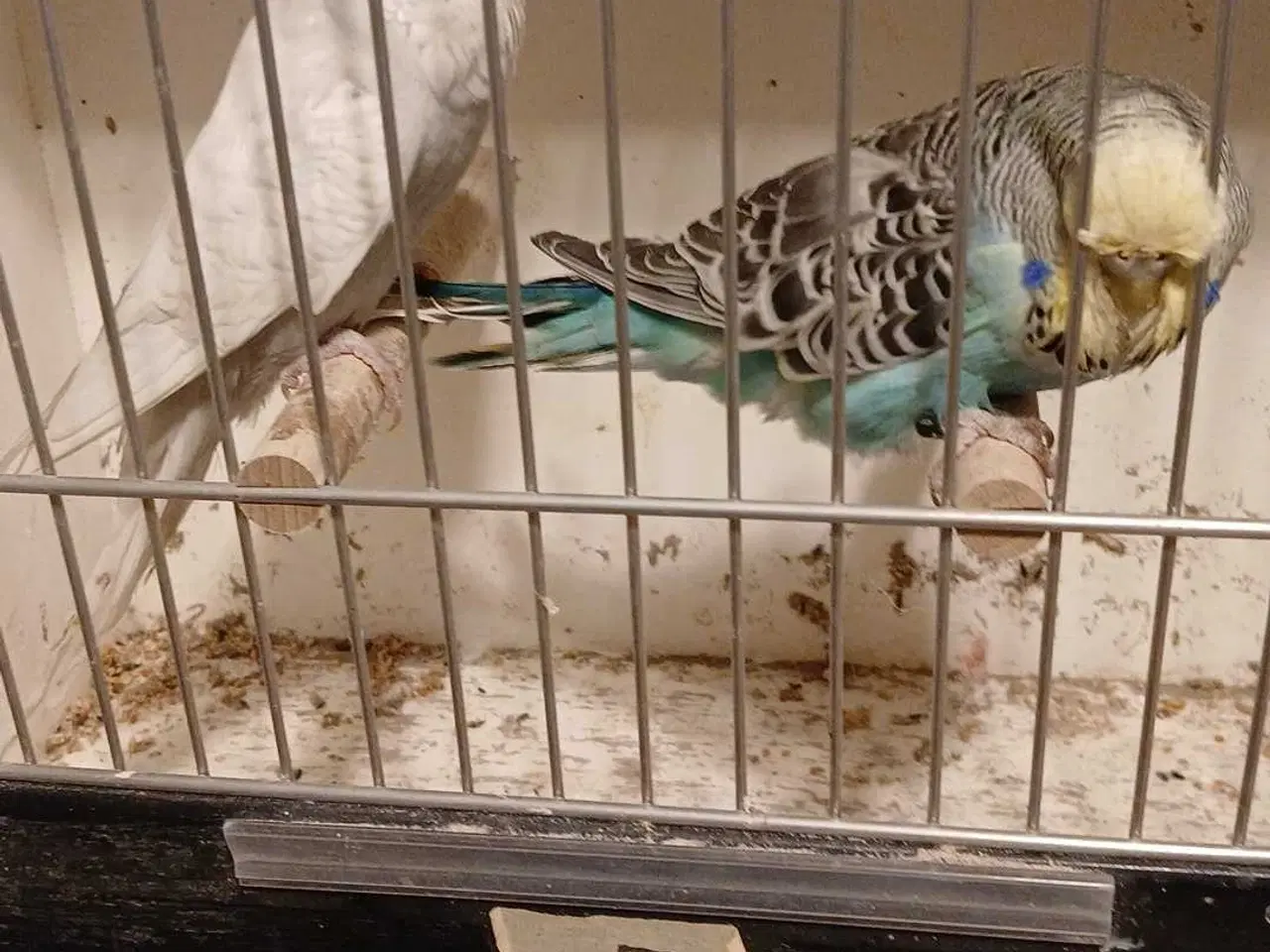 Billede 6 - 9 engelske undulater 