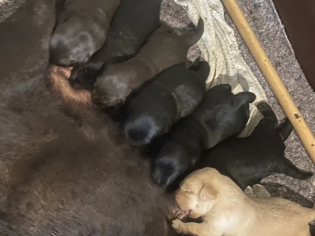 Billede 2 - Labrador hvalpe