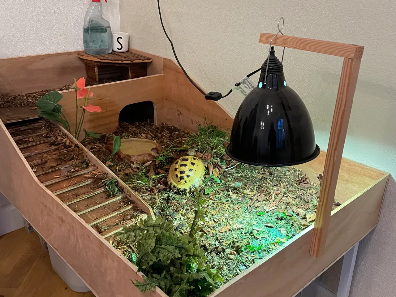 Billede 1 - Russisk landskildpadde