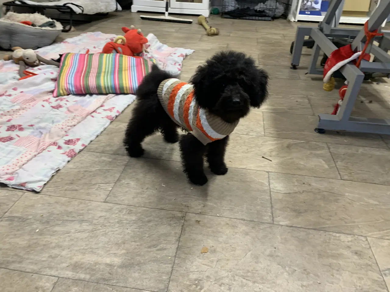 Billede 9 - Den dejligste Maltipoo dreng 