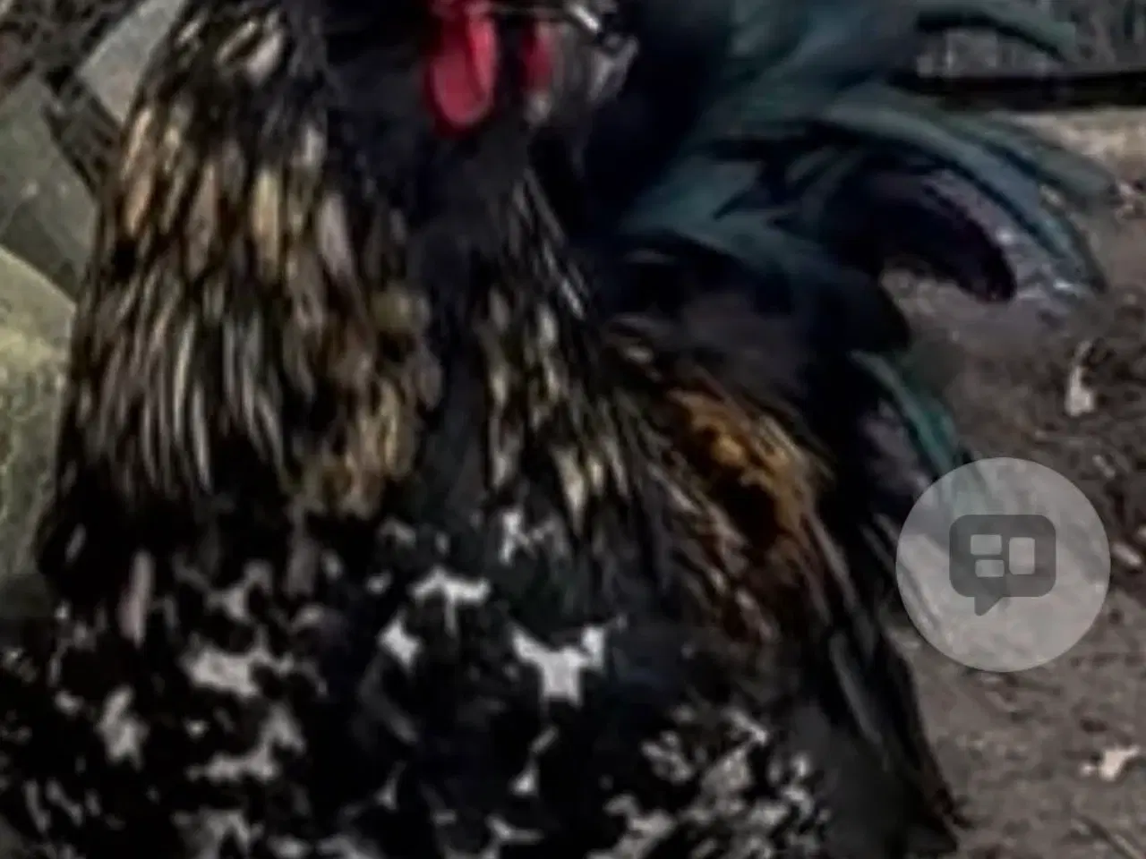 Billede 1 - Flot anderledes Special hane