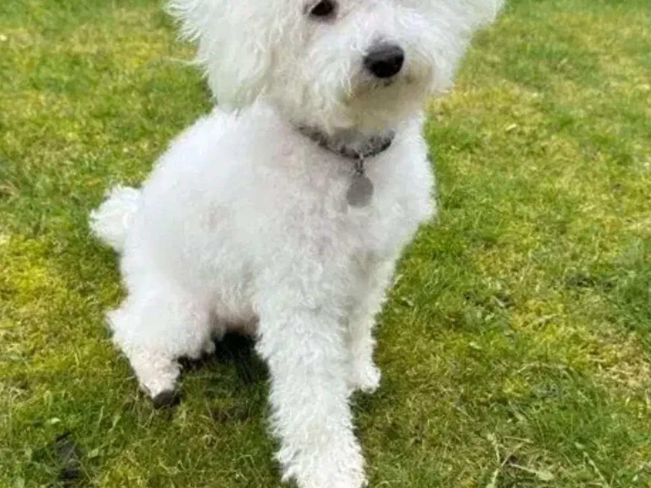 Billede 17 - Maltipoo Puddel Maltese