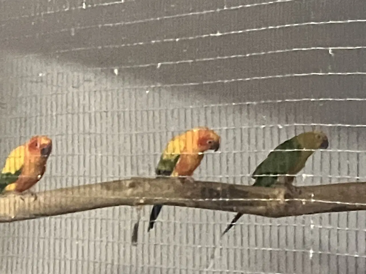 Billede 6 - Solparakitter 