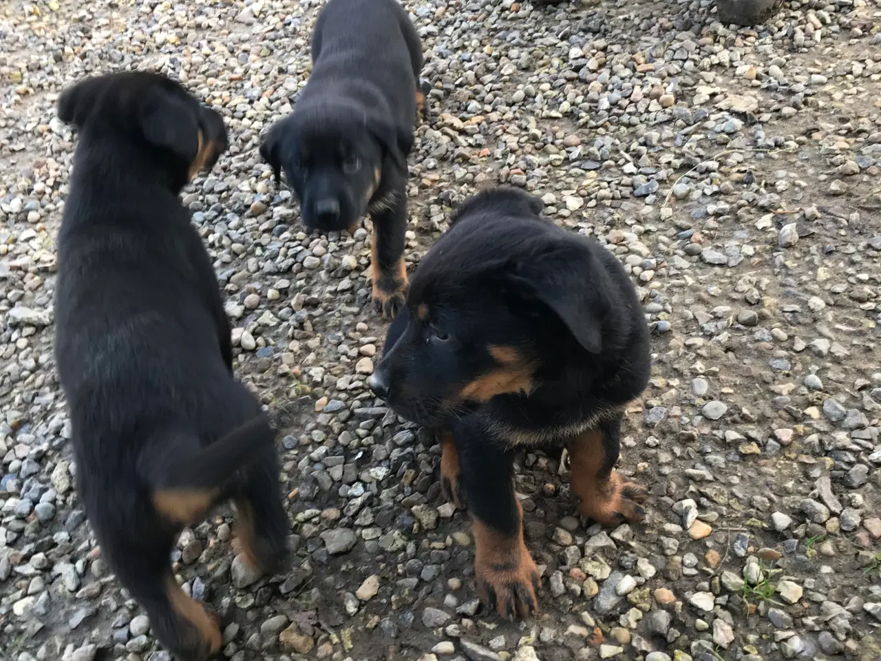 Billede 5 - Rottweiler/schæfer hvalpe
