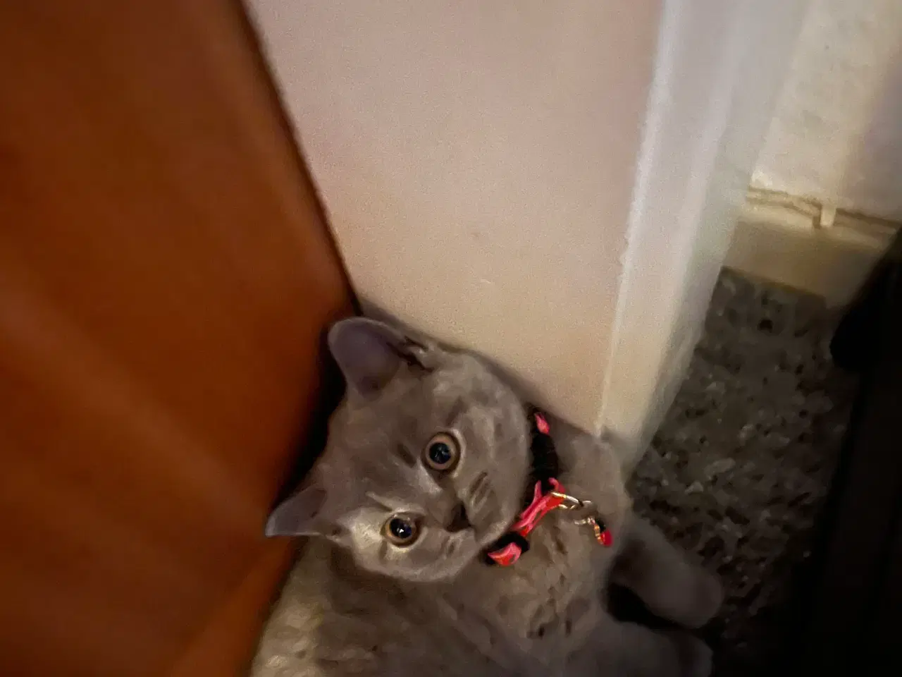 Billede 1 - Dyre kat 