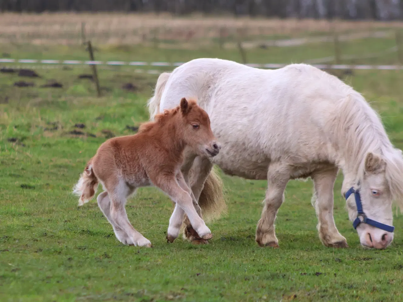 Billede 4 - palomino farvet shetlandspony hingsteføl, rødt pas