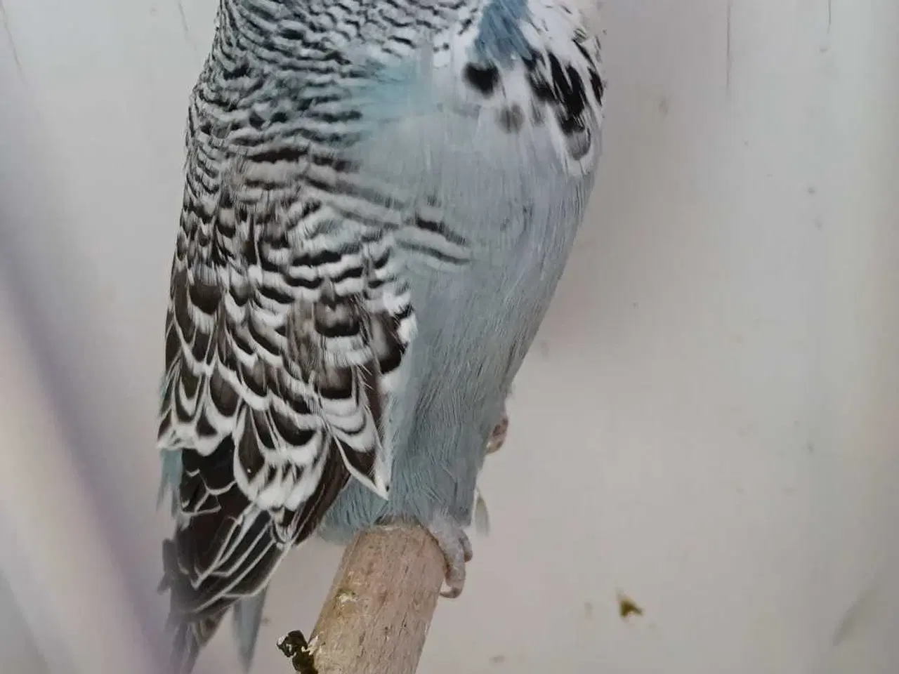 Billede 12 - 1 par Engelske undulater 