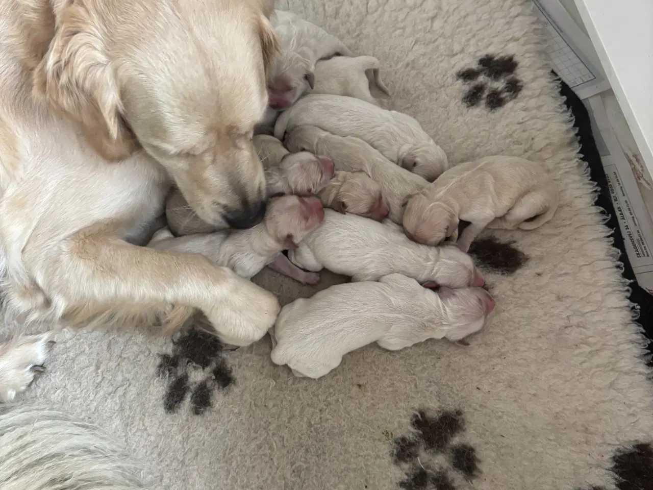 Billede 1 - Golden Retriever hvalpe sælges