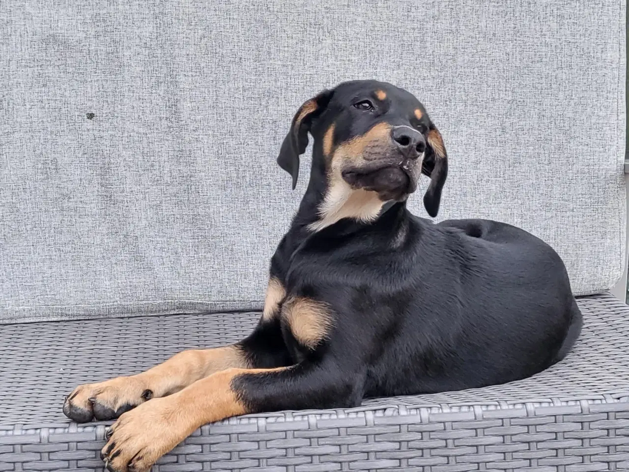 Billede 2 - Hundhvalp halv labrador halv dobermann
