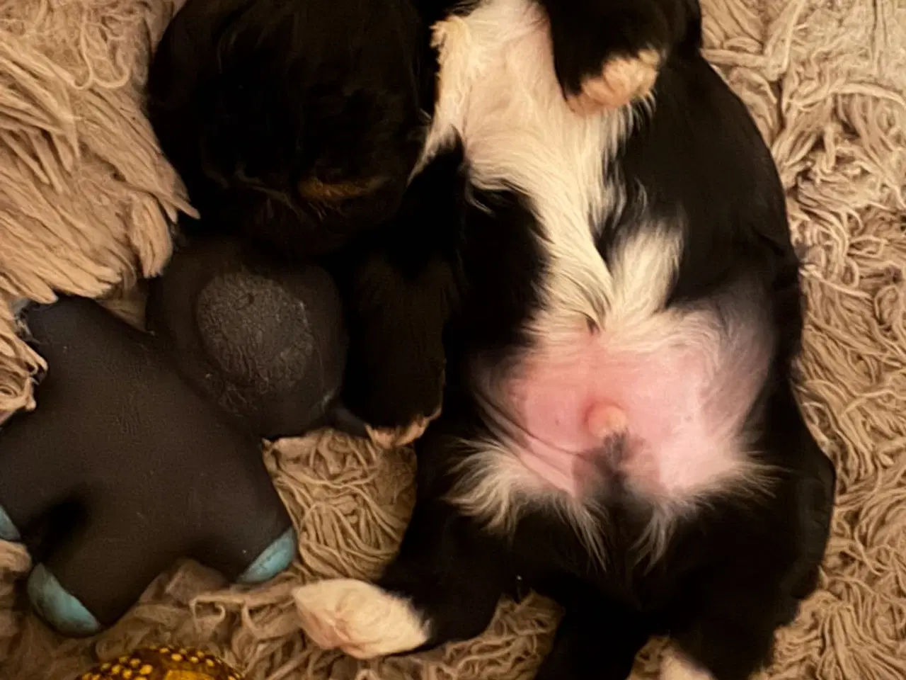 Billede 8 - Shih Tzu hvalp 🐶 