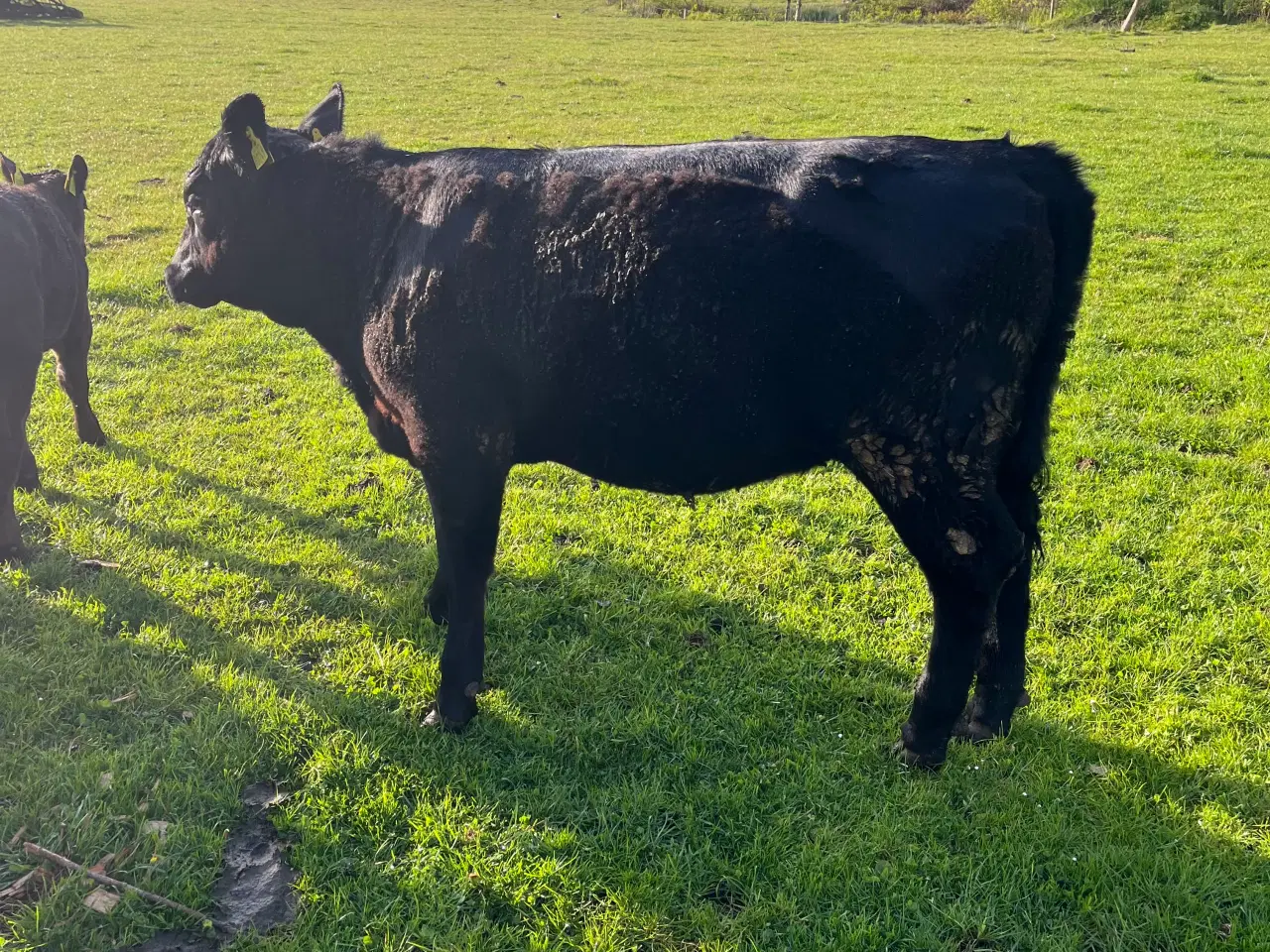 Billede 2 - Angus solgt