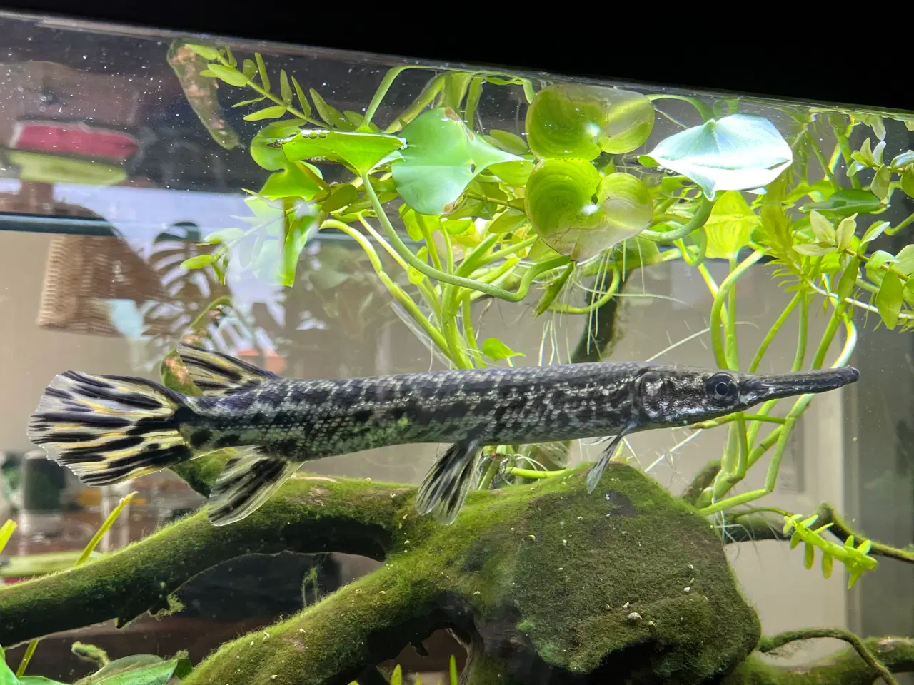 Billede 5 - Juvenil Alligator Gar (Atractosteus spatula)