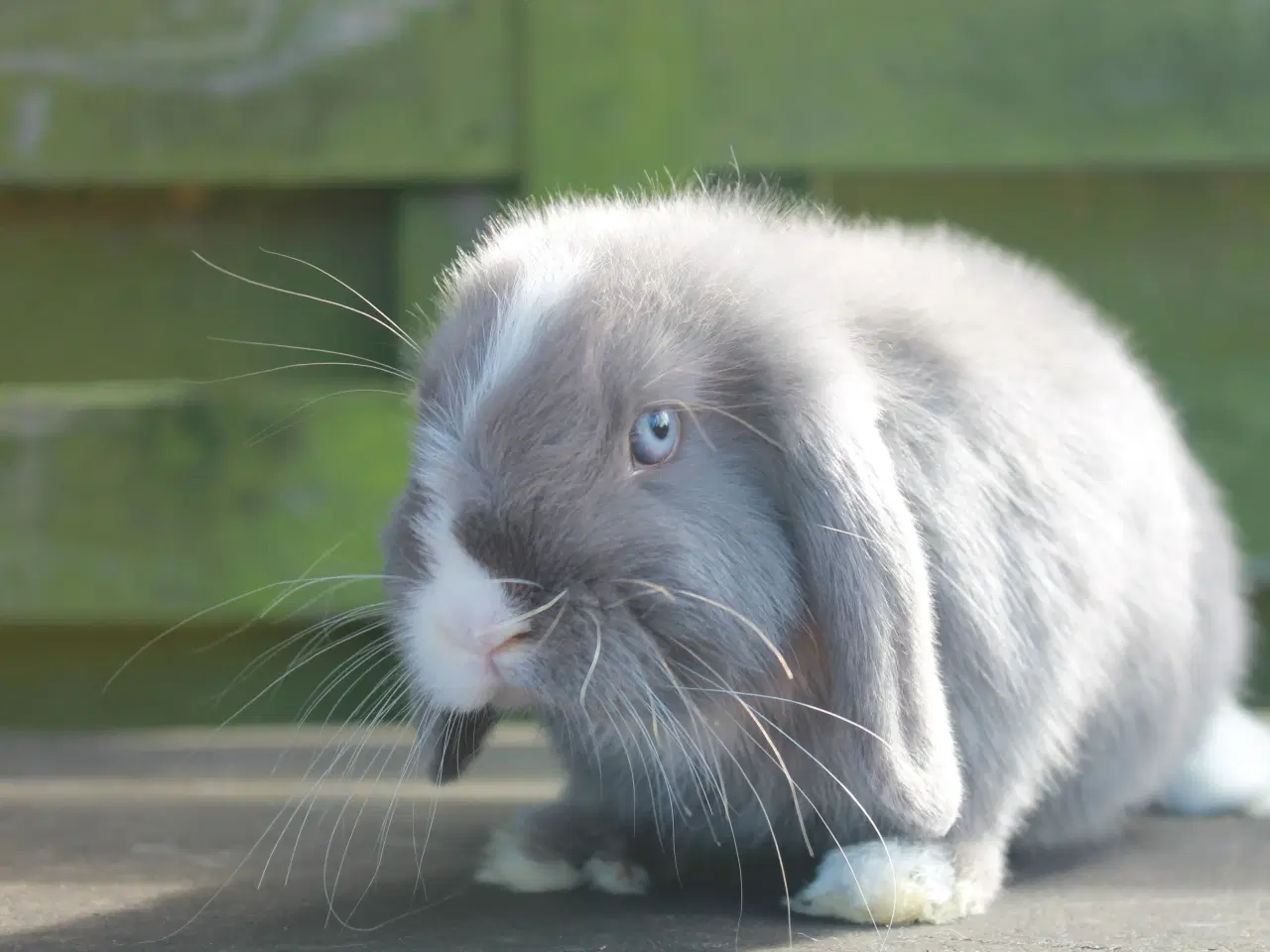 Billede 3 - Dværgvædder/mini lop hankanin