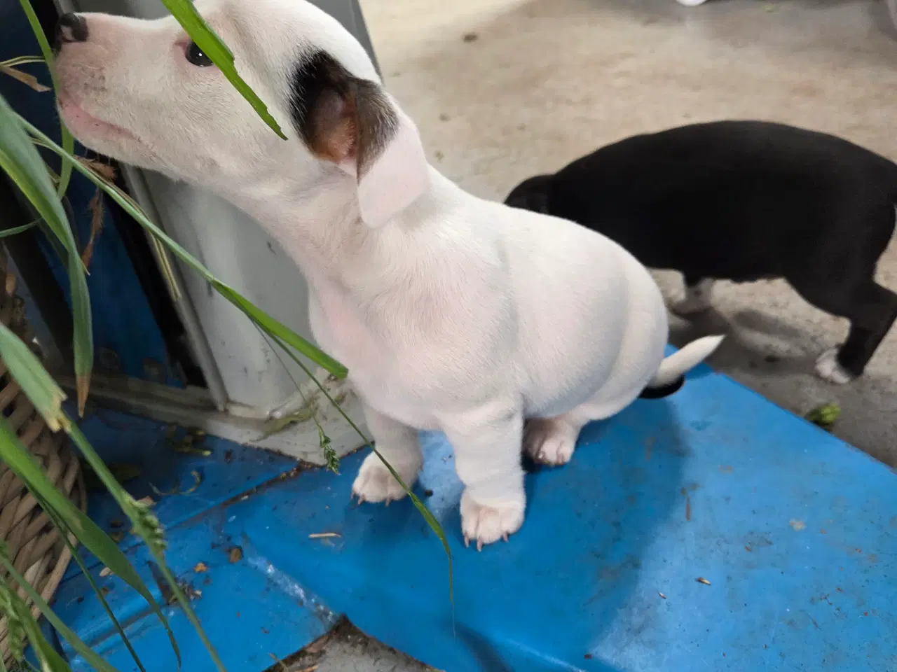 Billede 6 - Jack russell terrier hvalpe