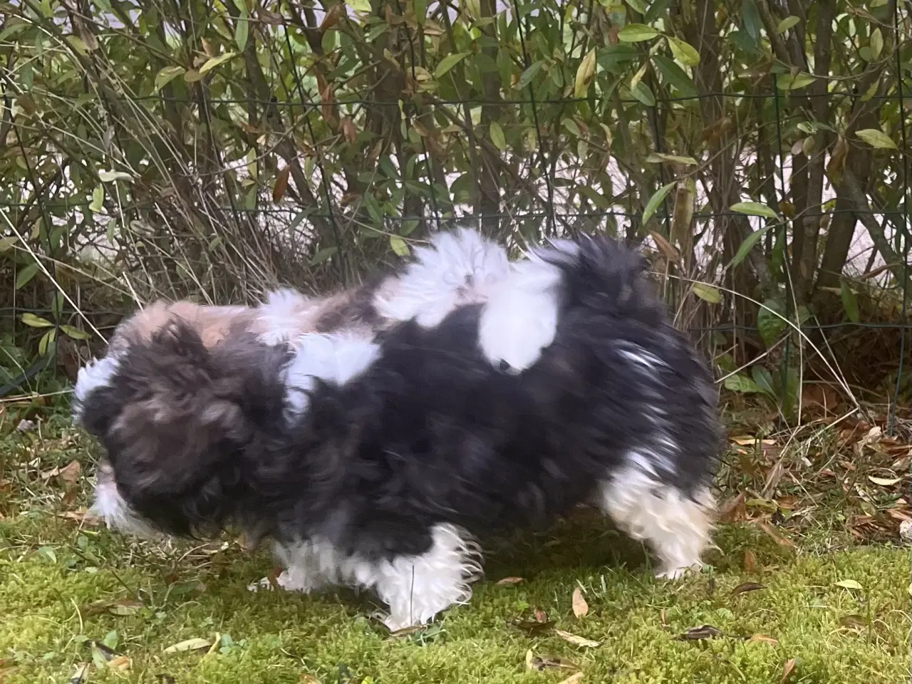 Billede 8 - Shih Tzu blandet race(sidste hvalpe