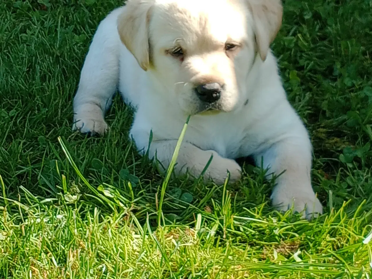 Billede 1 - 2 skønne gule labrador hanhvalpe søger nye familie