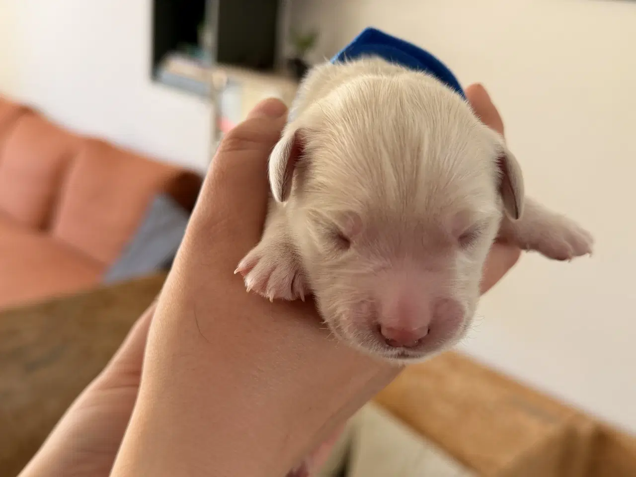 Billede 8 - Golden Retriever/Labrador hvalpe