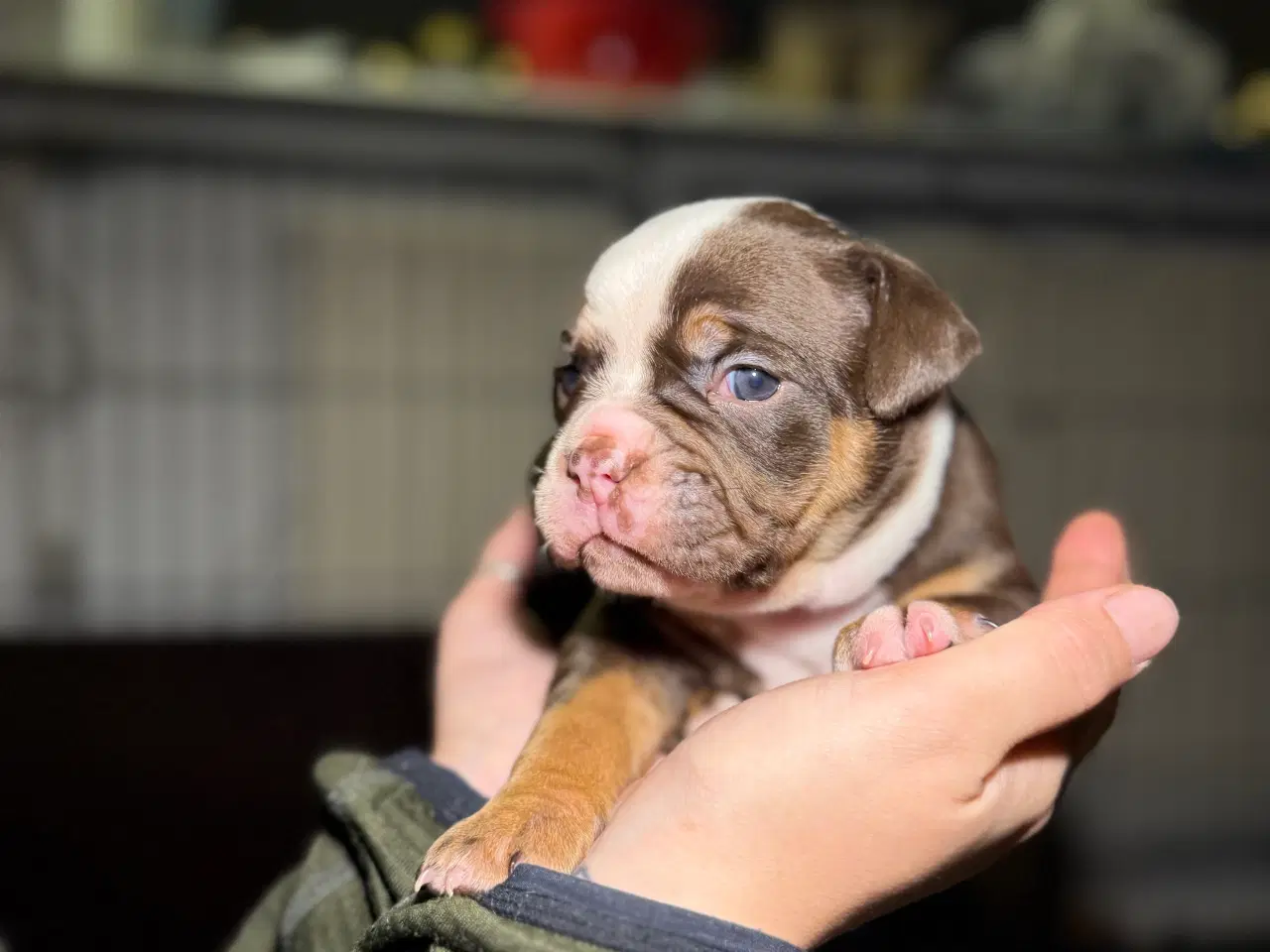 Billede 2 - Old english bulldog 