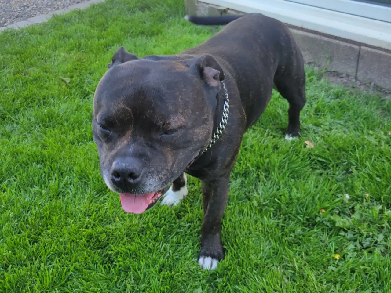 Billede 10 - Staffordshire Bull Terrier hvalpe