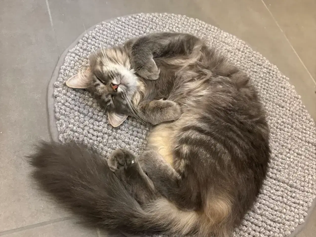 Billede 12 - Frida og Findus søger nyt hjem