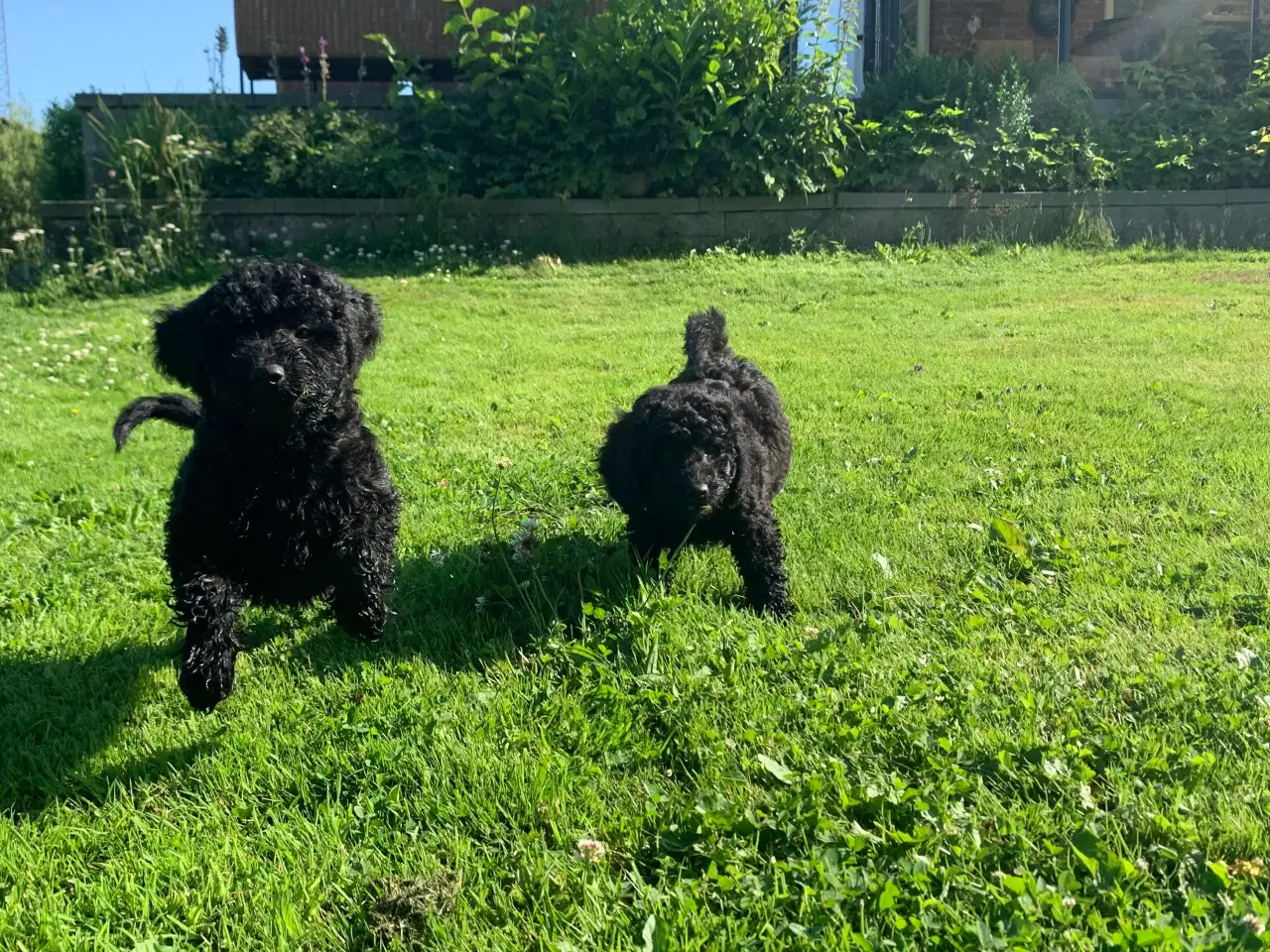 Billede 15 - Mini Golden Doodle F1B babyer 
