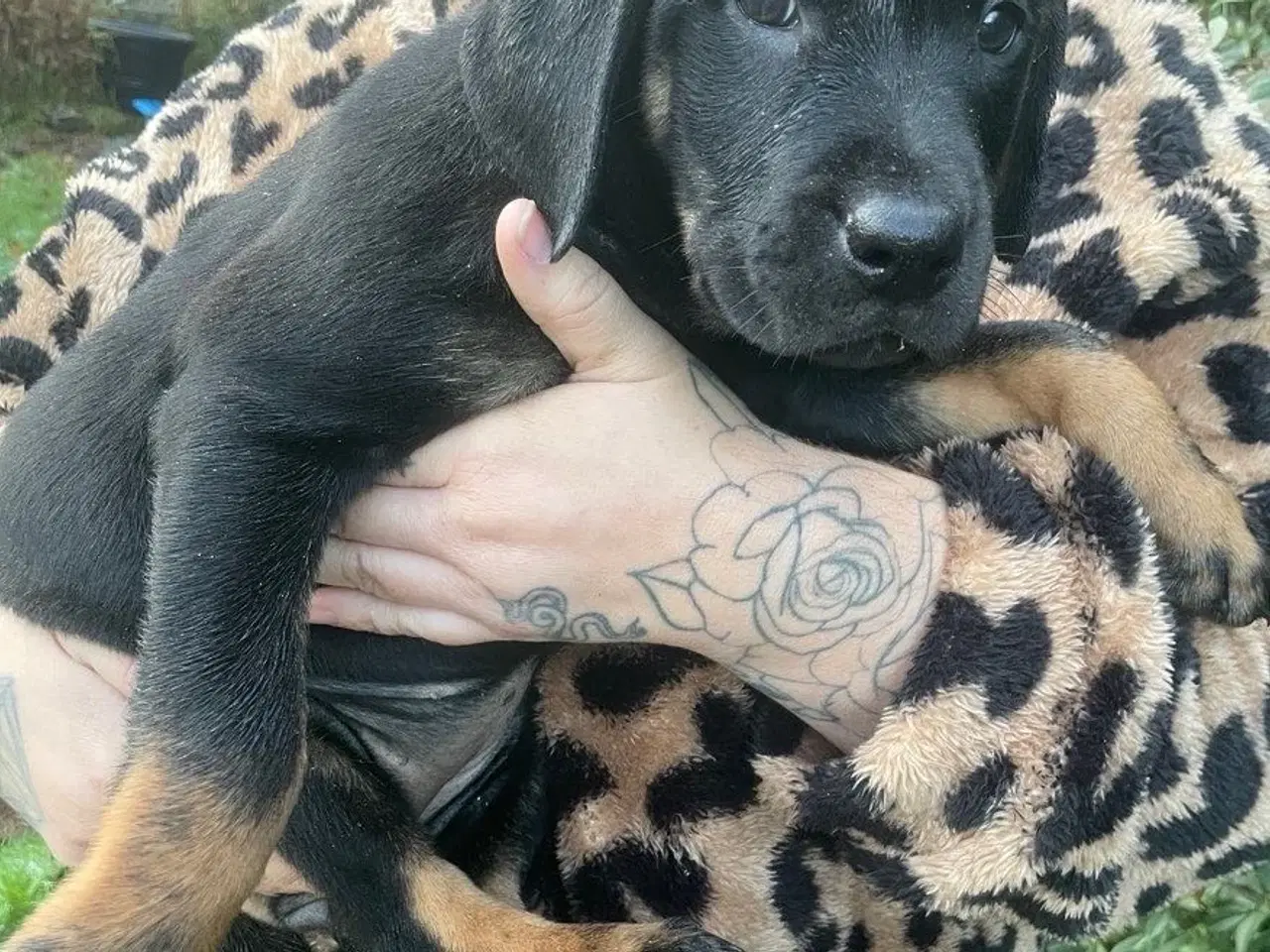 Billede 7 - Rottweiler blanding