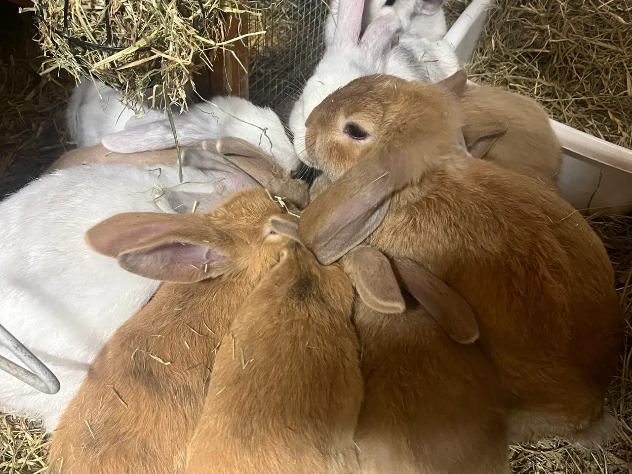Billede 1 - Blandingskaniner af Fransk Vædder/Løvehoved 