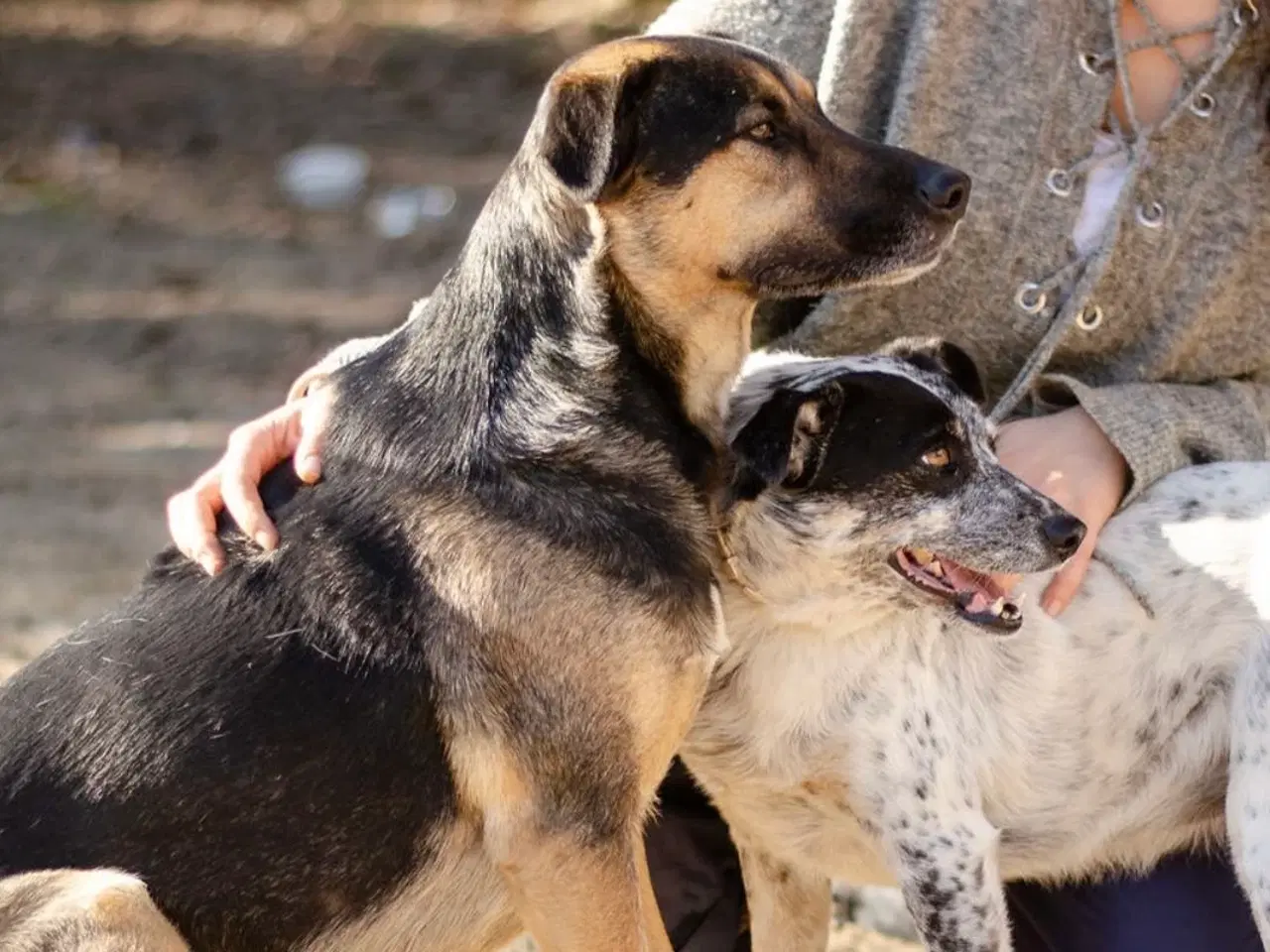 Billede 2 - Milde Bono søger familie