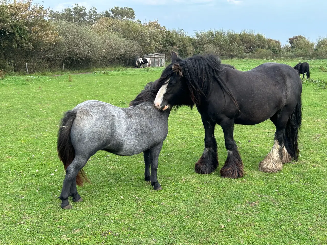 Billede 8 - Super skøn lille irish cob hoppe sælges 