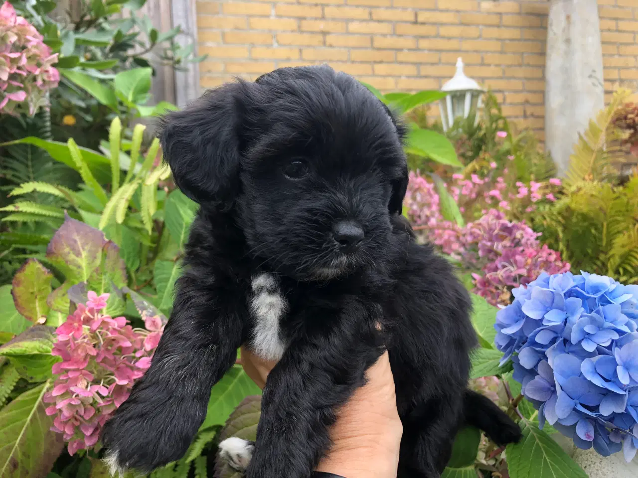 Billede 1 - Lhasa apso / puddel